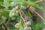 Rahovec :Reshjet e shiut kanë rrezikuar sivjet cilësinë e rrushit, por vera e bardhë pritet të jetë e mirë