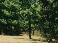 AdemJashari8-06