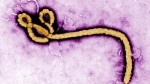 Virusi Ebola