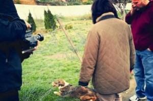 Kosova Dogs-dokumentar