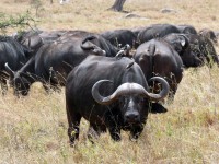 bullica1