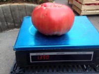 Domate-1.4kg