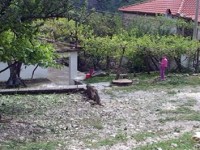 vrasje ne berat