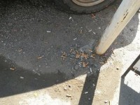 Cigare1