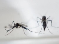 Virusi Zika