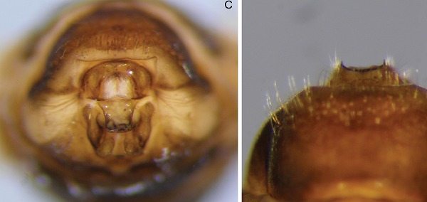 Insekti Drusus sharrensis