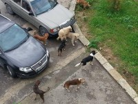 Qente ne QSUT