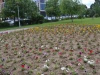 hapesira publike malishev