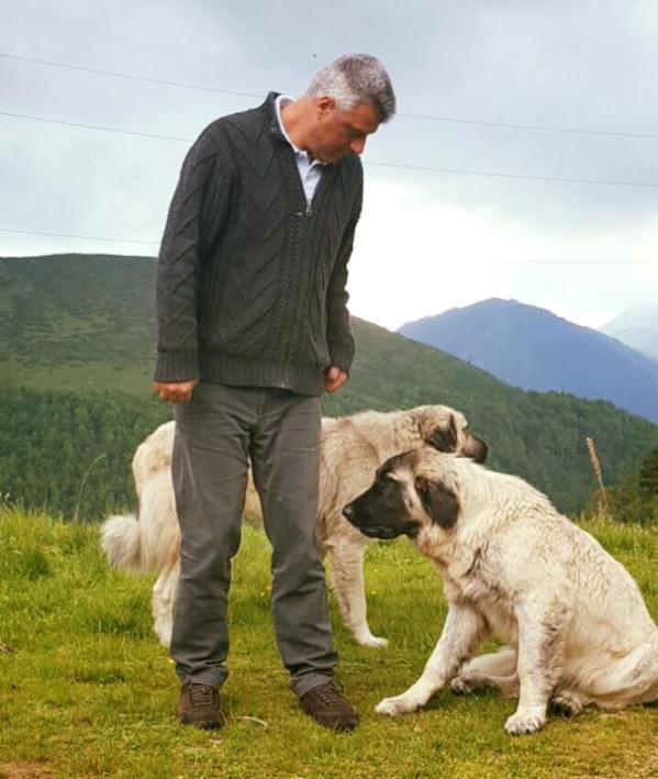 Thaci me qente e Sharrit