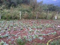 Bresheri shkaterron te mbjellat ne Tobel te Hasit1