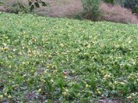 Bresheri shkaterron te mbjellat ne Tobel te Hasit2