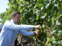 Memli Krasniqi vjel rrush