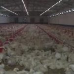 ferme pule