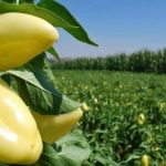 Agrofesta-speca
