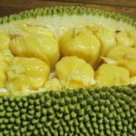Artocarpus heterophyllus