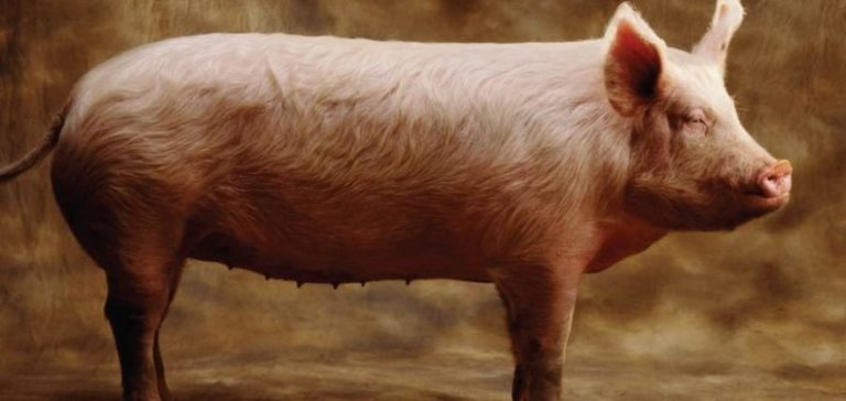 Lajmërohet murtaja afrikane e derrit në Dragash, komuna fton për kujdes