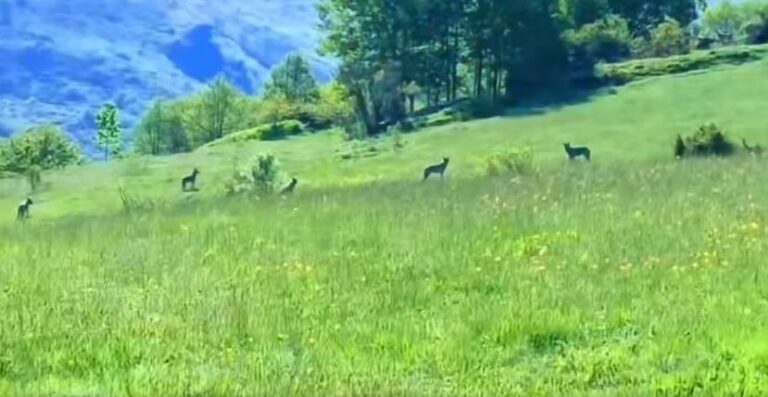 Llava e ujqërve zbret në Dragash