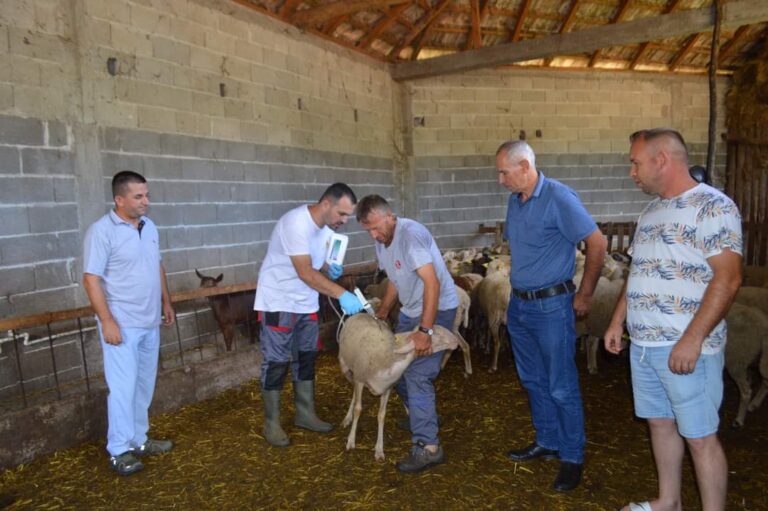 Po vazhdon repelimi i kafshëve në Malishevë