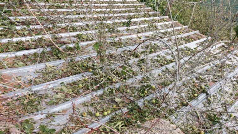 Polemika mes dy lidereve të partive boshnjake për kompensimin e dëmeve të fermerëve në Prizren