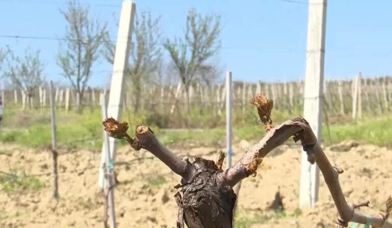 Komuna e Rahovecit pranon kërkesa për dëmet nga ngricat në bujqësi