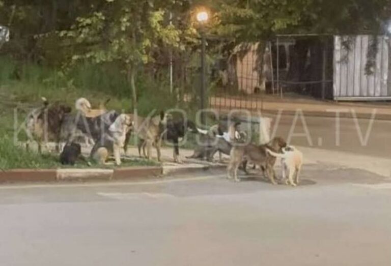 Qentë endacakë “pushtojnë” hyrjen e Spitalit të Prizrenit
