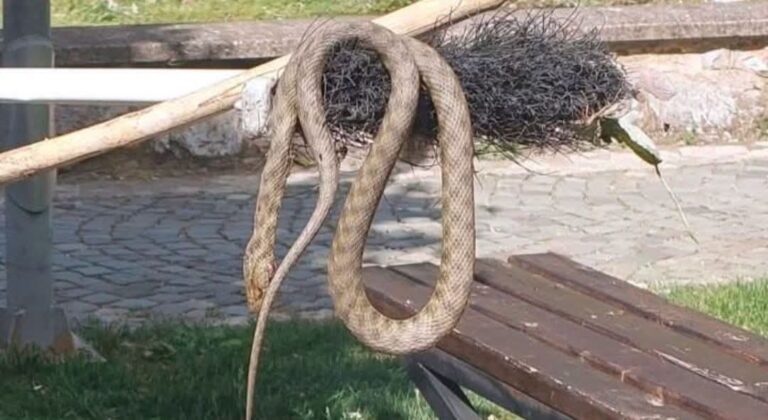 Shfaqja e gjarpërinjve në Marash shqetëson qytetarët dhe vizitorët në Prizren